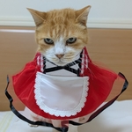 赤エプロンドレス