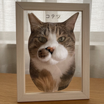 おかお(柄あり猫ちゃん用)