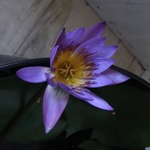 熱帯スイレン♡睡蓮♡水中植物♡