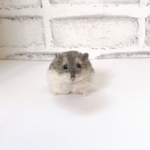 羊毛フェルト　まんまるハムスター（ジャンガリアン）