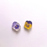 パンジー ピアス