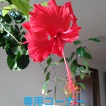 re.shushu様専用