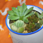 多肉植物寄せ植え♡熊童子錦入り