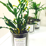 空気清浄機♪  木炭と観葉植物3