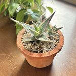 《おススメ》《現物》モスポット　多肉植物　ドニー　男前な　カッコいい　ジャンク　ヴィンテージ調