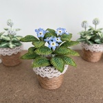 飾って楽しむ勿忘草　鉢植え　ワスレナグサ　忘れな草