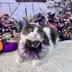 【猫用】魔女の夜を彩るハロウィン魔女帽子とチョーカーセット