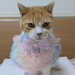 ゆめかわフリルドレス