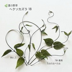 🌿夏の野草…ヘクソカズラ 18 ＊押し花