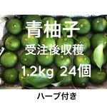 青柚子 約26個 900g ＆ハーブ 受注後収穫 無農薬