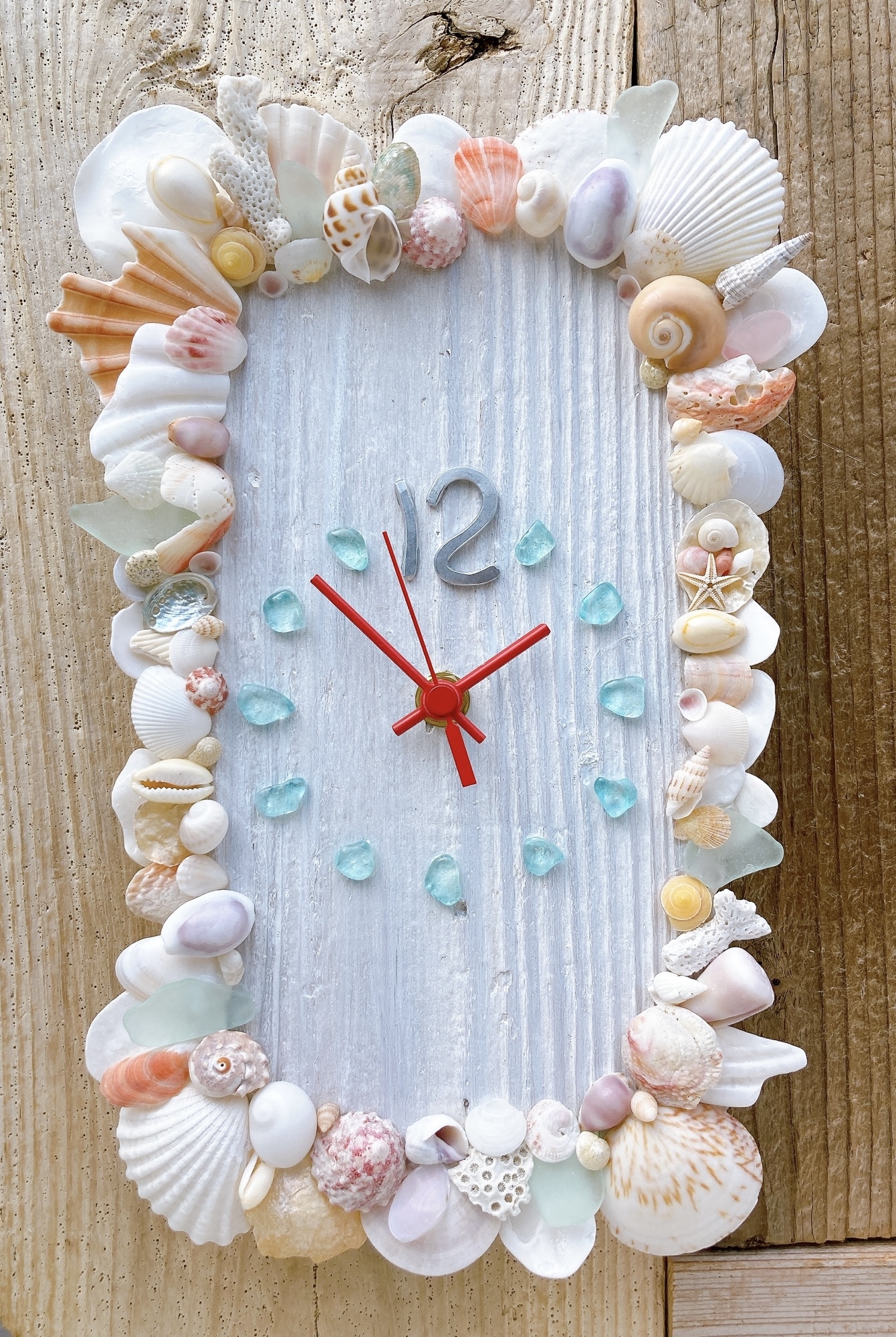 貝殻標本・G - cocovani | minne byGMOペパボ 国内最大級の