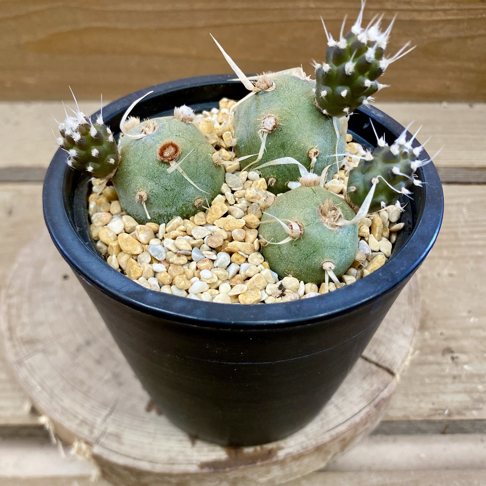 テフロカクタス　アーティキュラータス 種子１２種類　５粒ずつ テフロカクタス アーティキュラータス 種12種類 5粒ずつ DIY