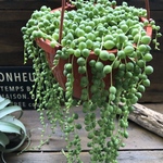 グリーンネックレス吊り下げ♡大苗立派な垂れ下がり♡多肉植物♡お得