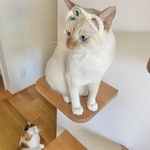 キラキラクラウン