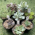 多肉植物ちび苗8種セット