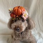 カボチャ畑🎃のカチューシャ