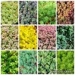 多肉植物セダム　12種類　各5カットずつ【育成説明書付き】