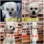 羊毛フェルトオーダー（抱っこ出来る大きさ）シェルティ  柴犬 トイプードル コーギー ポメラニアン チワワ ペキニーズ ダックス他相談してね