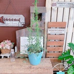 ラスト！お買い得♡【斑入りハゴロモジャスミン 】毎年楽しめる植物♡ブルー系の樹脂器