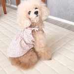 犬服☆カシュクール風キャミワンピ☆選べる3柄（SS〜 L）