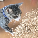 ハチワレねおくん様専用ページ🐾