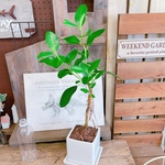 現品♡レア【くねっとフィカス フランスゴム】白系陶器鉢！素敵な観葉植物♪ナチュラル植物インテリア！