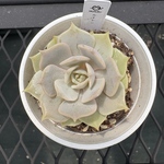 多肉植物　エケベリア　ルナレン　抜き苗