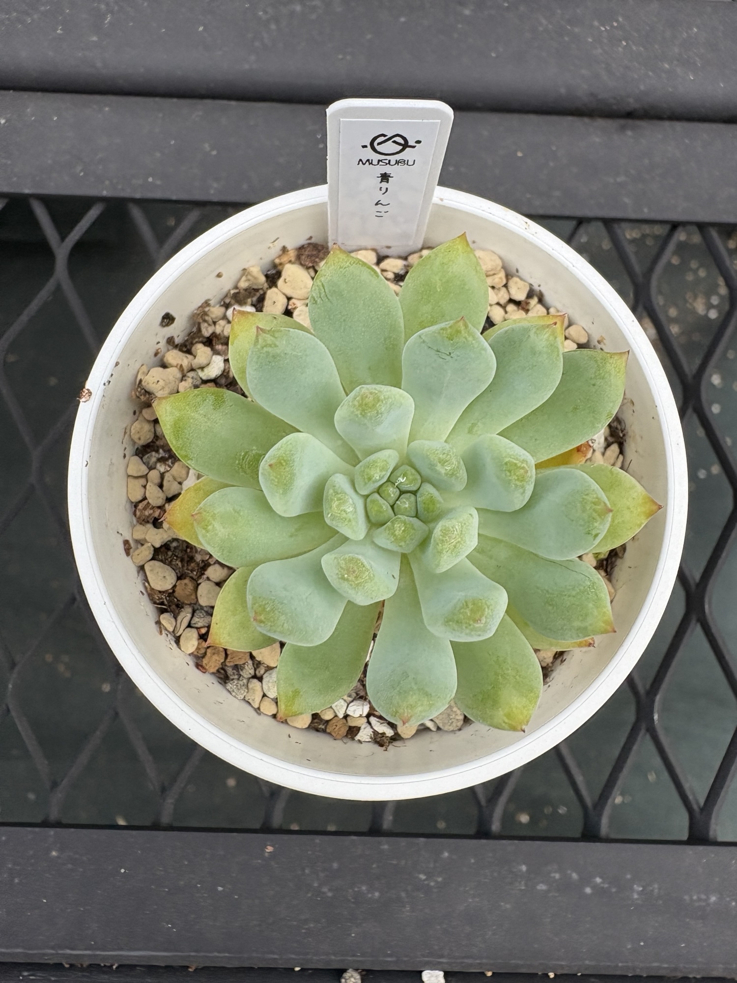 多肉植物 エケベリア ルナレン 抜き苗 - MUSUBU | minne byGMO