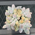 多肉植物　エケベリア　団子　抜き苗
