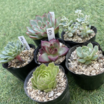 多肉植物ちび苗6種セット
