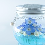 【本物の枯れないネモフィラ】🌿Round Nemophila🌿
