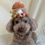 きのこ🍄のカチューシャ