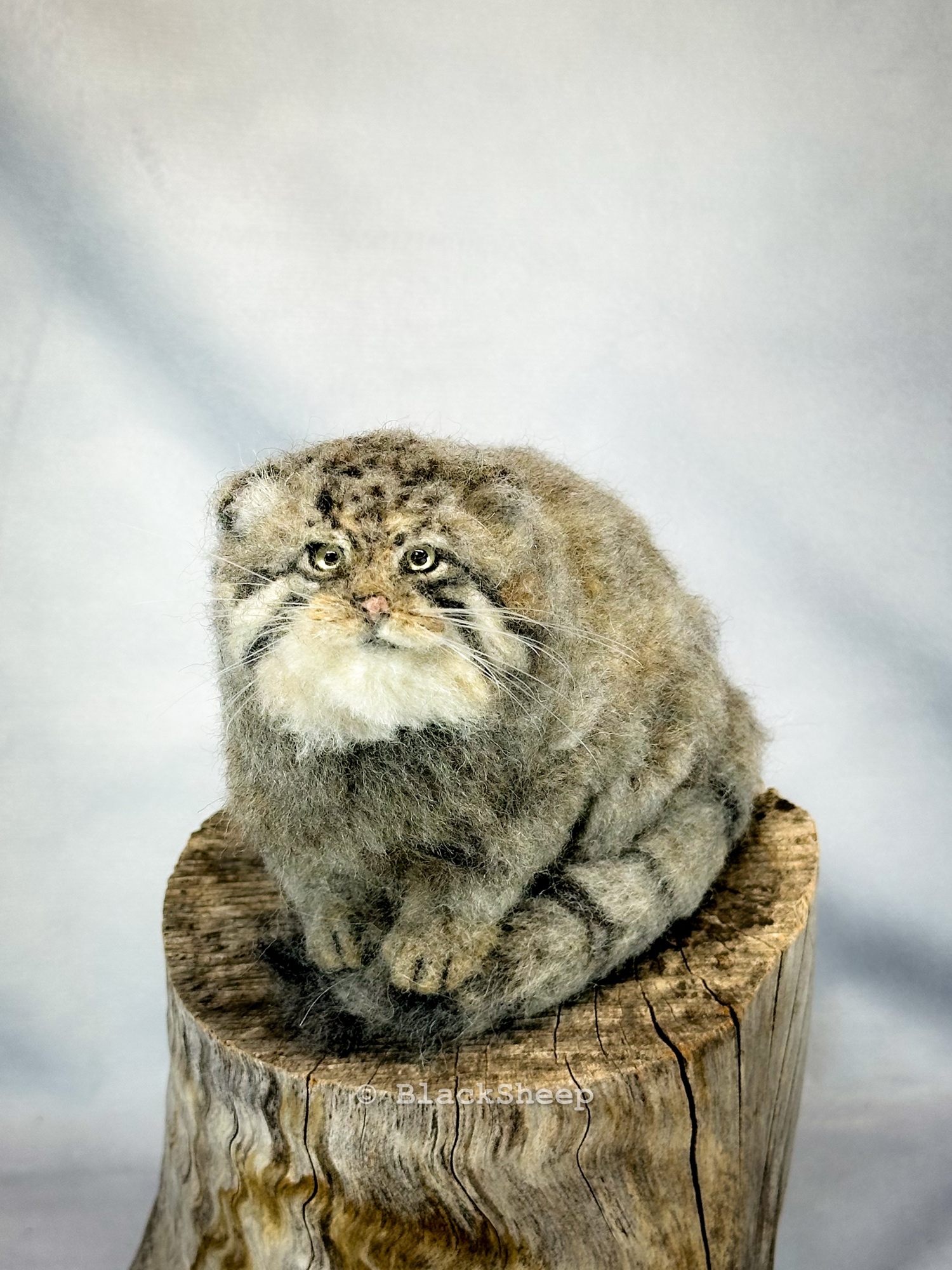 羊毛フェルト マヌルネコ - Black Sheep Needle Felting Animals