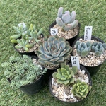 多肉植物ちび苗6種セット①