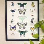 Japan butterfly and moth watercolour artwork print (A3) - 日本の蝶と蛾水彩のアートのプリント (A3)