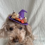 ハロウィンとんがり帽子🧙‍♀️(ライトパープル)