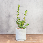 イレックス・クレナタ シンプルで上品な枝姿が魅力的 スタイリッシュなモルタル鉢仕立て