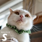 猫首輪《S》ポルカドット アップルグリーン