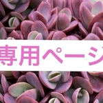 専用ページ