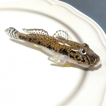 から揚げサイズの鯊置物🐟海の友達・テーブルの宝石