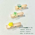 3点セット＊ウッドミニクリップ／多肉植物【侵食する文房具シリーズ】