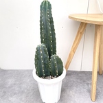 柱サボテン　3本立て　8【現品】観葉植物　ドライガーデン　7号