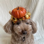 カボチャ畑🎃のカチューシャ