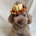 カボチャ畑🎃のカチューシャ(小さめ)アイボリー
