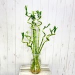 スパイラルバンブー10本セット（40/50/60cm）暮らしに涼やかさを