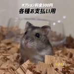 オプション料金300円各種用