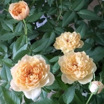 いい香り♡モカフェローズ♡ミニバラ♡アプリコット♡