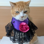 ドラマチックハロウィンドレス