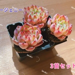 【レア品種】再値下げ☆スタージェニー☆多肉植物3苗セット 土・根付き