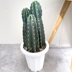 柱サボテン　3本立て　8【現品】観葉植物　ドライガーデン　7号